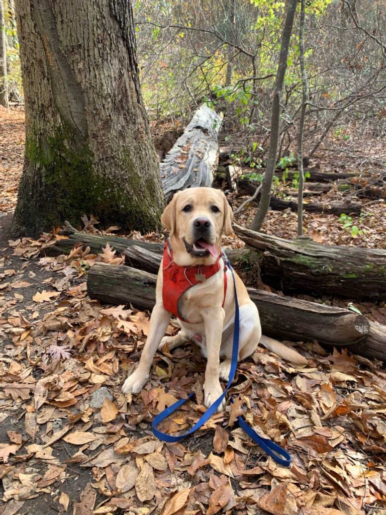 Photo of Cutler's dog, Ziggy, a golden retriever. The dog sits by a fallen log in the woods and has a red and blue leash.