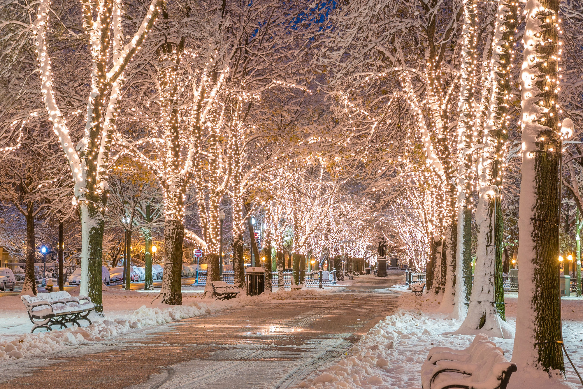 A photo of Commonwealth Mall with snow on the ground and holiday lights strung up on the trees