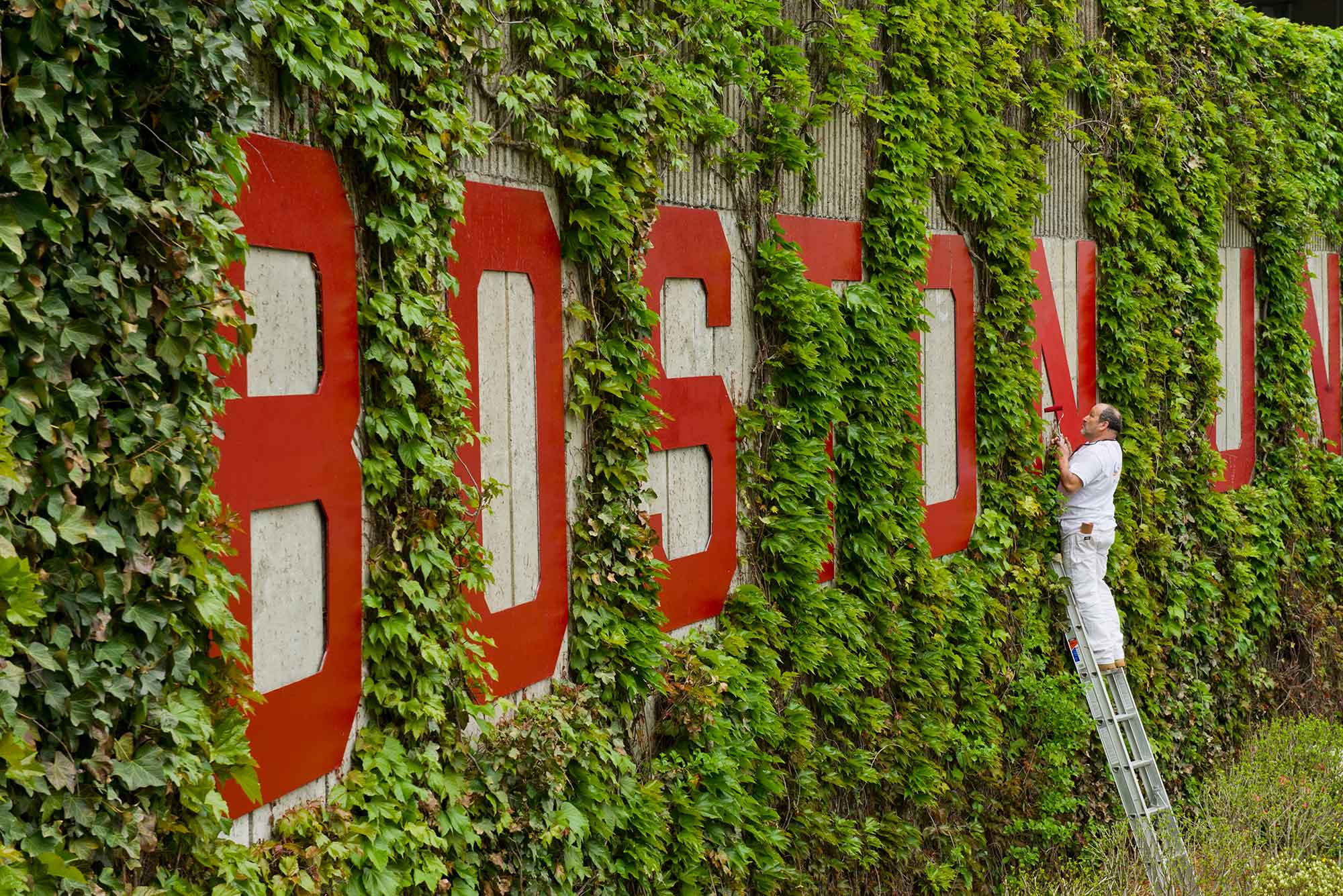 Origin of Wrigley Field ivy