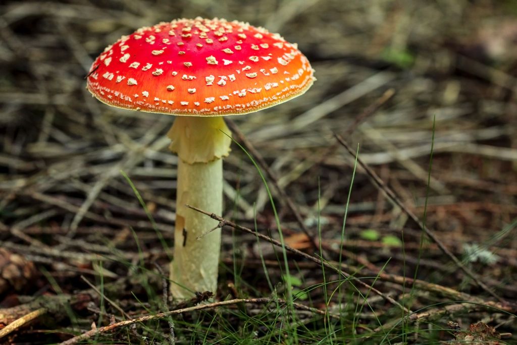 A photo of a mushroom with a red head and white dots