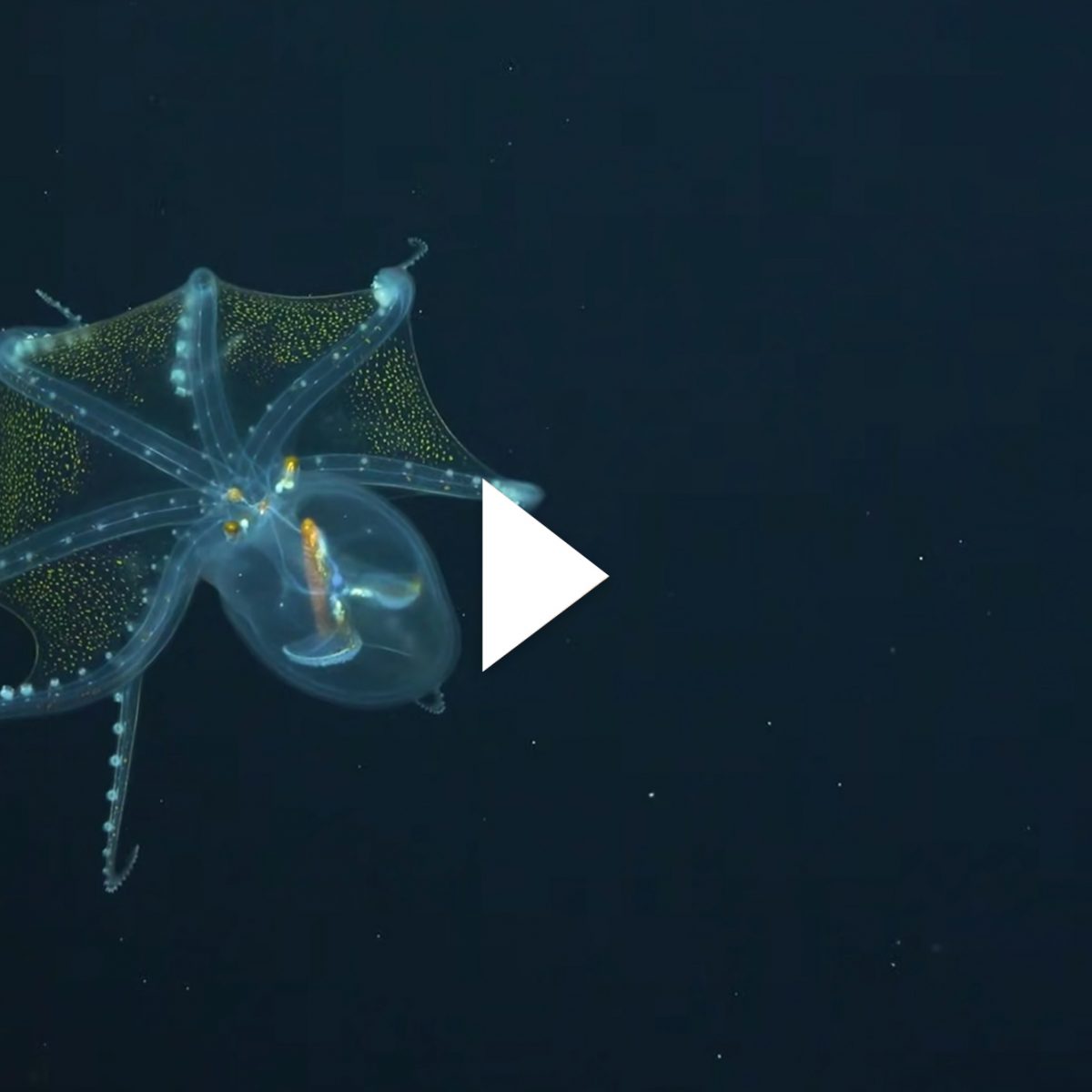 There's More to the Story behind Rare Glass Octopus Footage | The ...