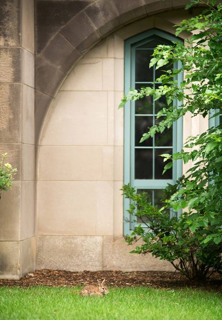 Photo taken on BU beach of a bunny in the grass by a bush along the base of Marsh Chapel.