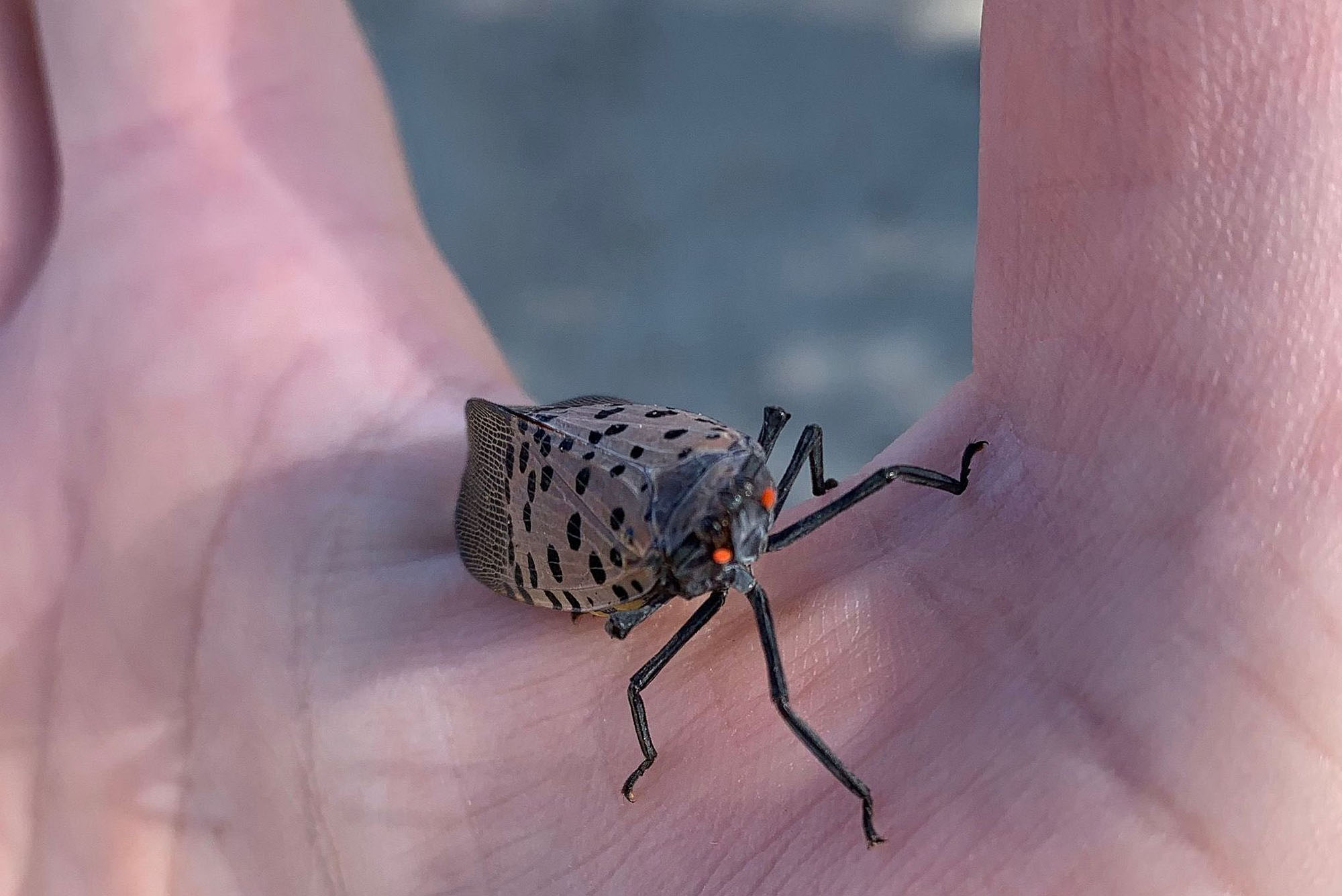 If You See a Pretty Spotted Lanternfly, Report It—Then Squash It, The  Brink