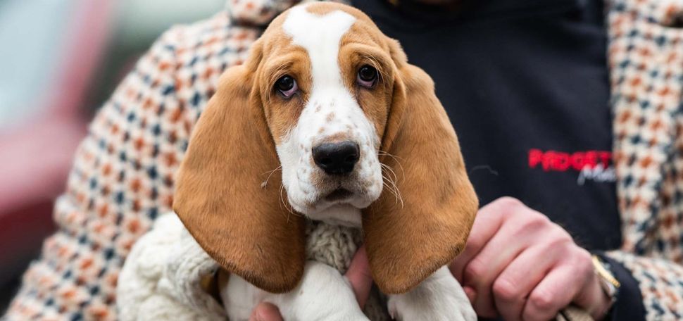 Photo of an 11-week-old Basset Hound. The hound is held by its owner who wears a tan p-coat with a repeated pattern.