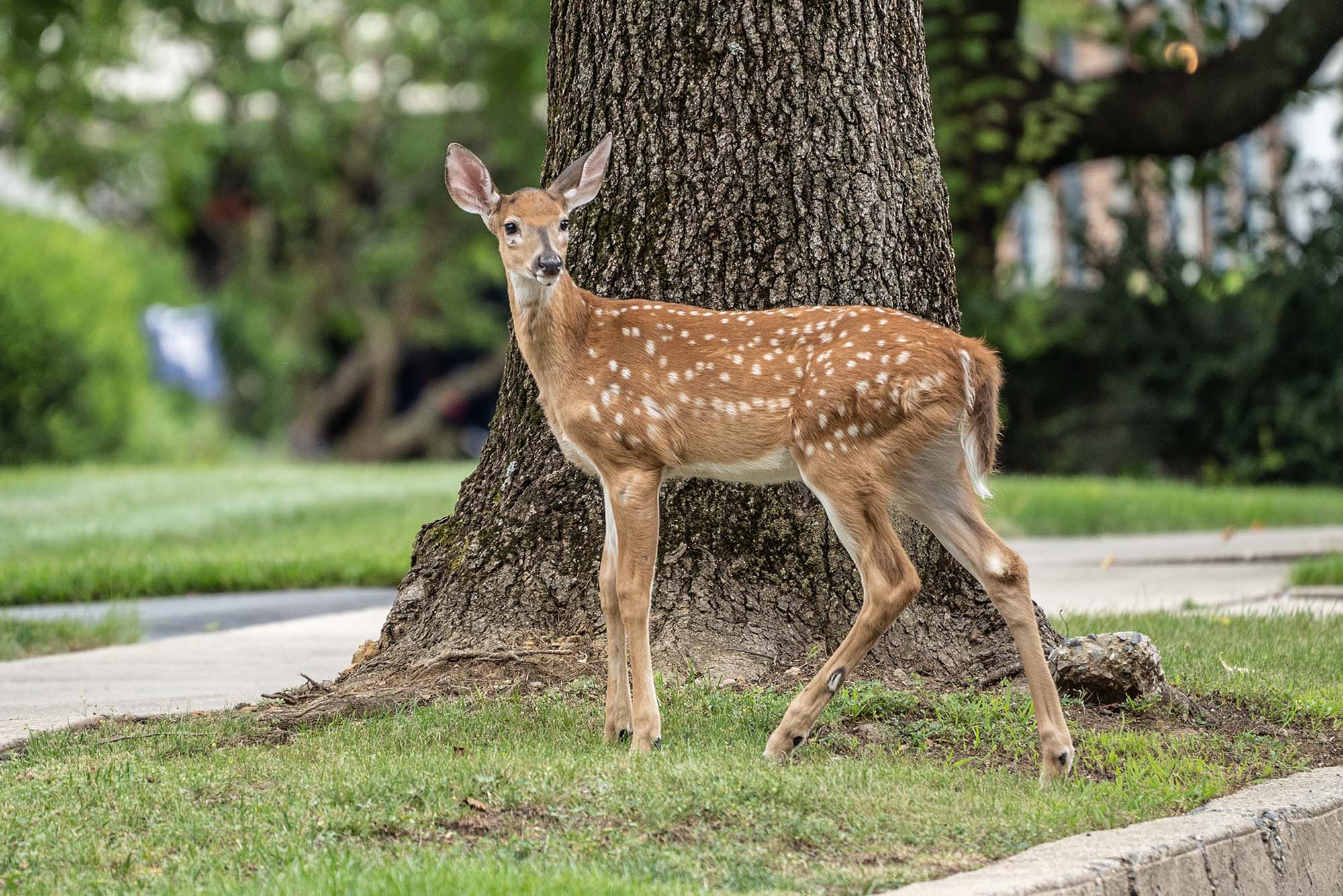Photo of a white-tailed deer fawn on a neighborhood front lawn.