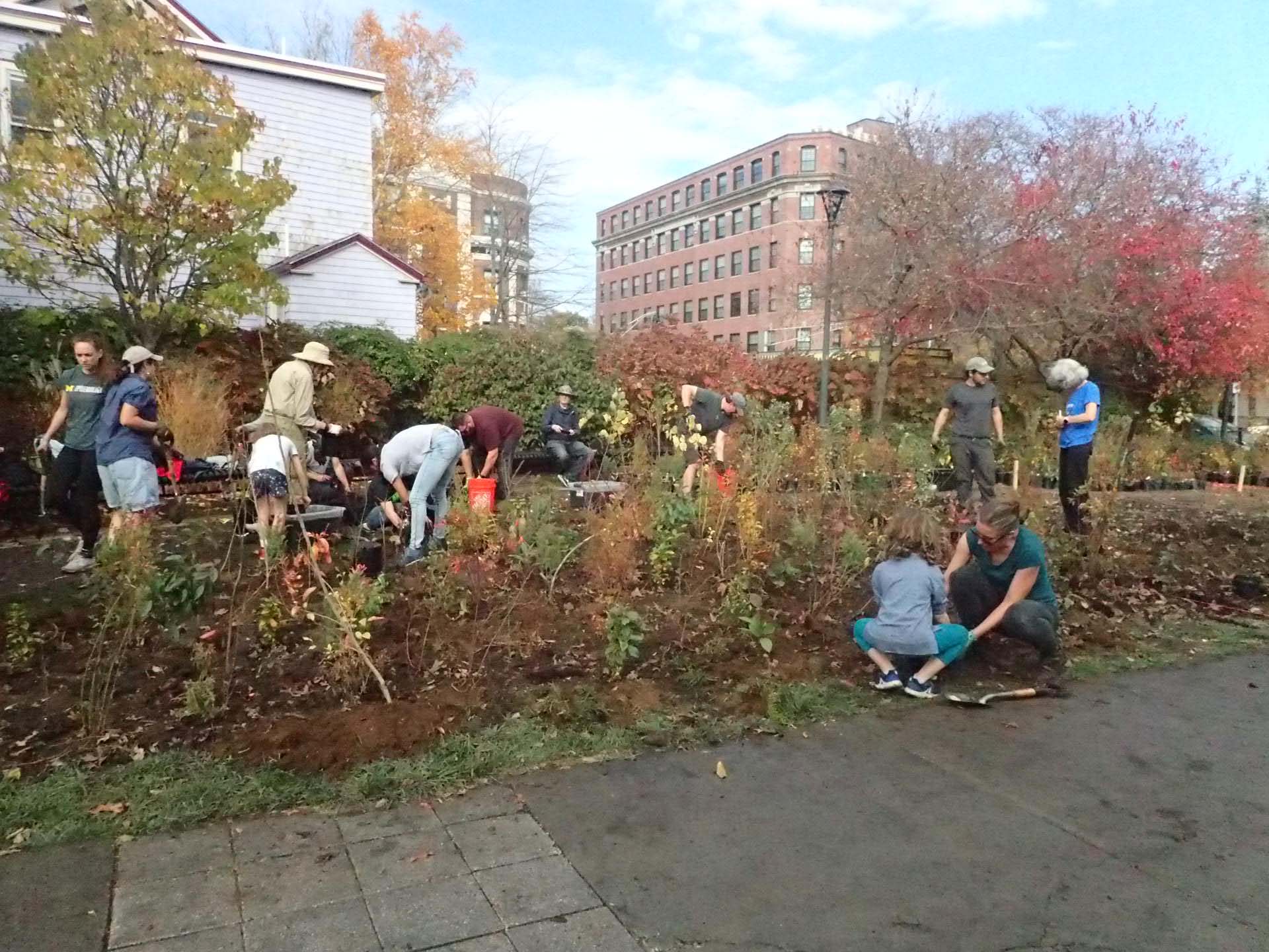 Photo: A group of volunteers planting a Miyawaki forest in Cambridge’s Greene-Rose Heritage Park in November. Various people bend over, stand, and kneel as they plant trees in a large dirt area next to a sidewalk.