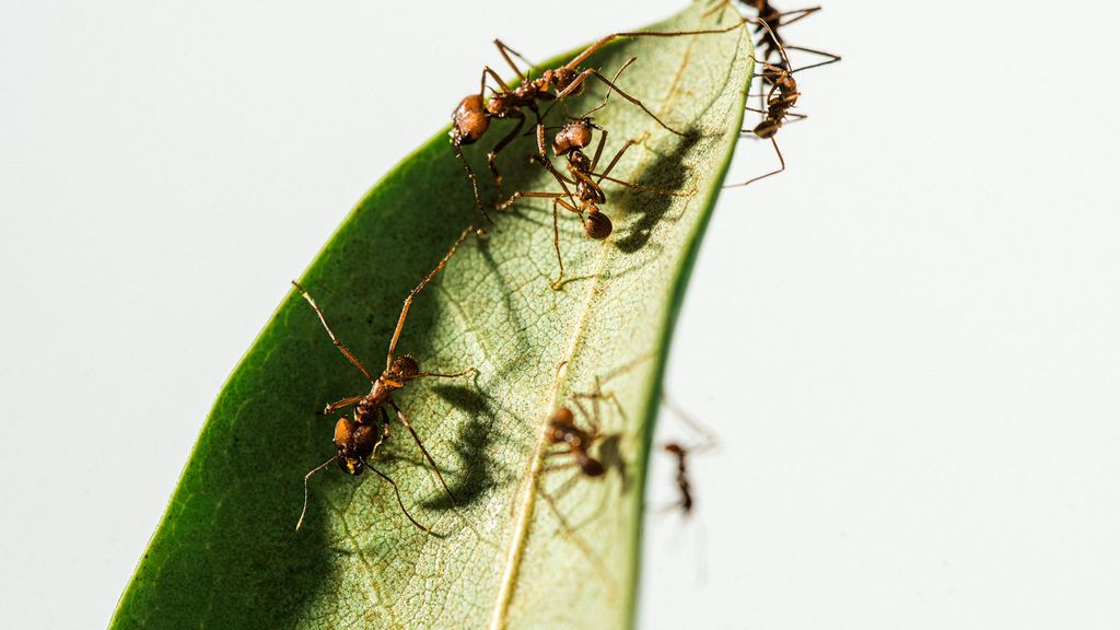 Photo: Zoomed in macro shot of brown ants on a green leaf in front of a bright white background.