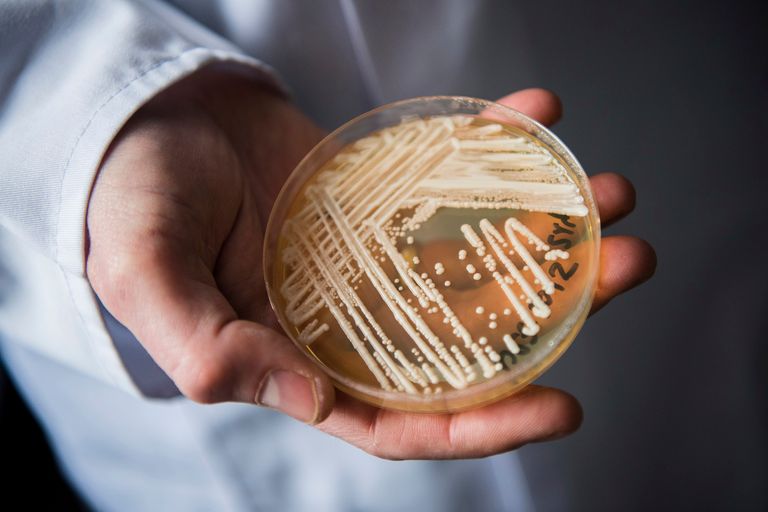 A New Drug-Resistant Fungus Is Spreading in Hospitals. Is It The Last ...