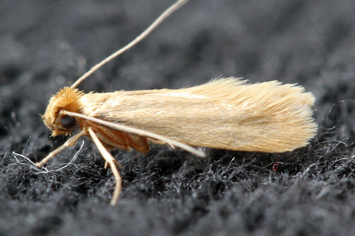Elevating the Clothes-Eating Moth from Pest to Evolutionary Marvel ...