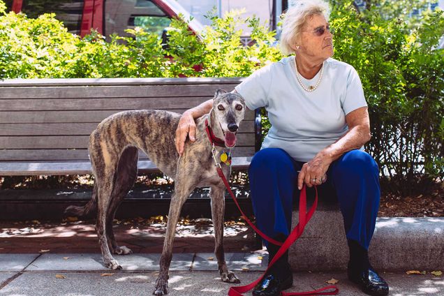 Photo: Portrait of Sargent College alum Carolyn Cohen and her dog at Sargent College on August 13, 2015. An older white woman wearing sunglasses, a light blue shirt and blue pants, sits on a wooden bench and looks to the right on a sunny day. Her left arm rests on the back of a skinny, brown greyhound dog, while her right hands holds a long red leash.