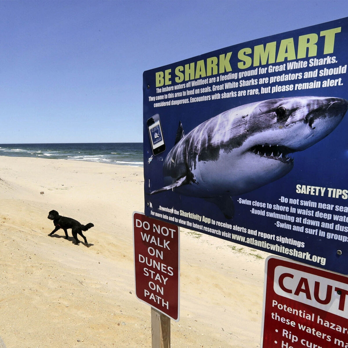 Sharks, Bacteria, No Lifeguards: Is This the End of Swimming in