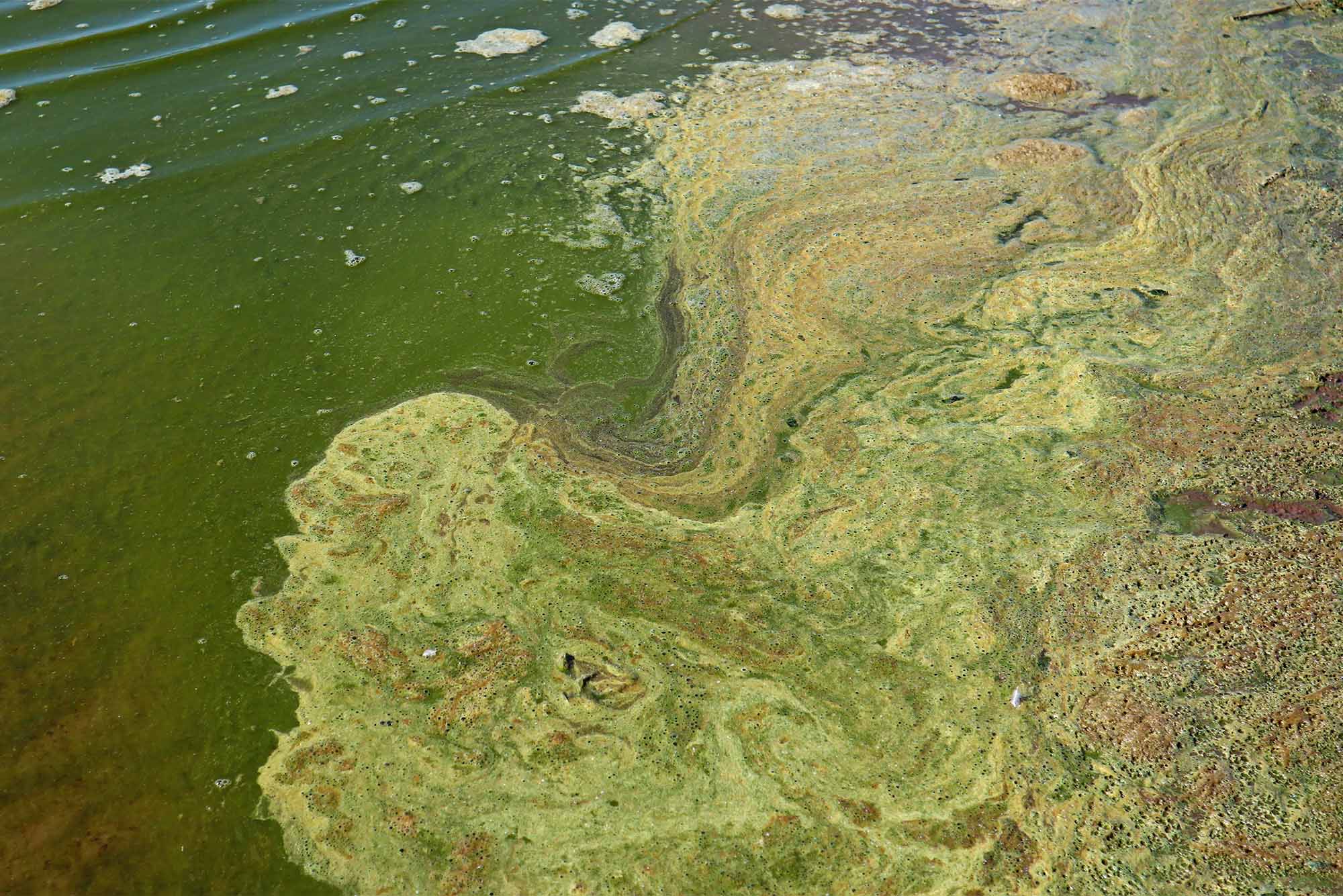 Photo of the surface of a body of water with a blue-green algae (cyanobacteria) colony. Active reproduction of microscopic of toxic bacteria in freshwater environments is a global environmental problem of nature pollution.