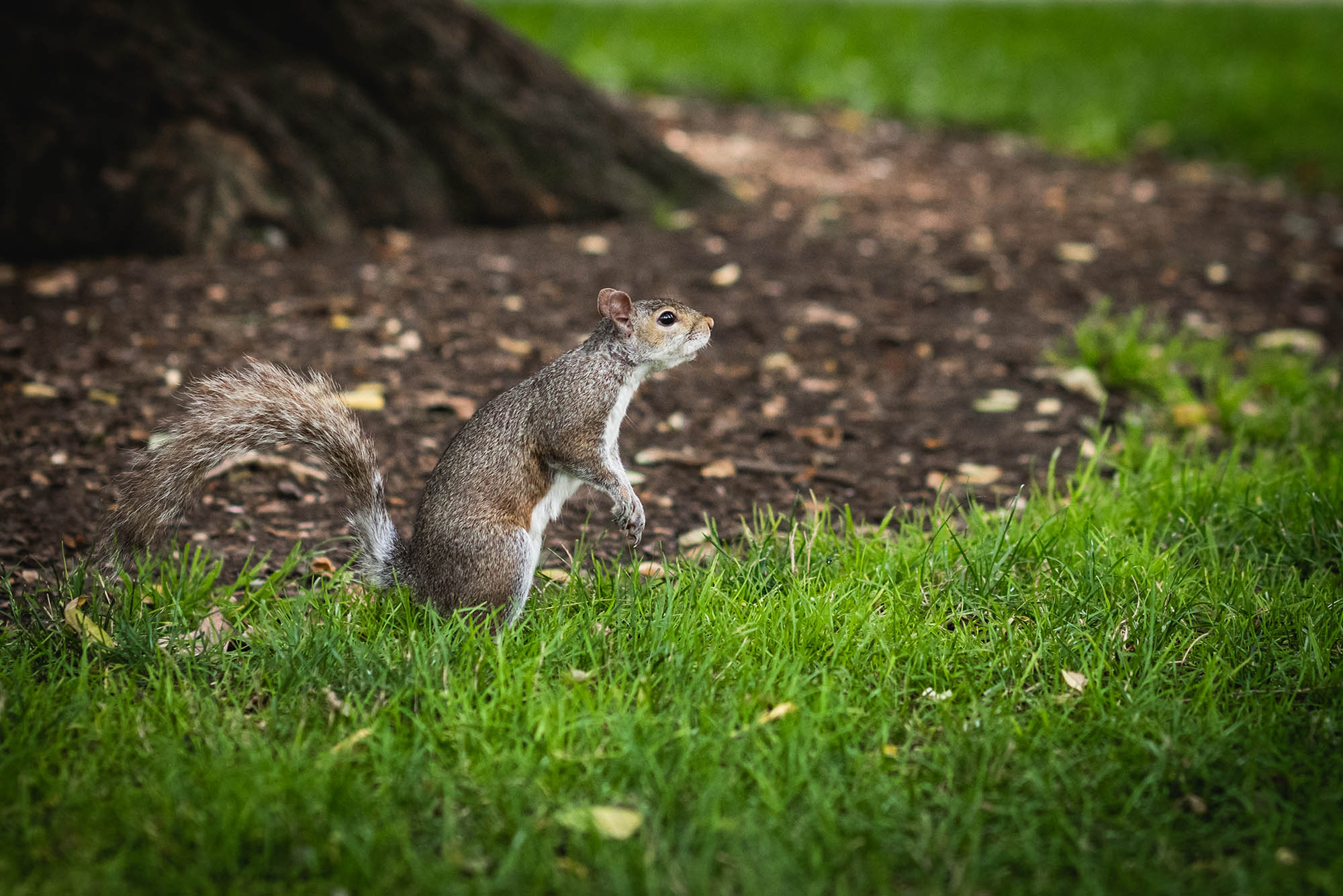 Video: There’s Something Squirrelly about This Class | BU Today ...