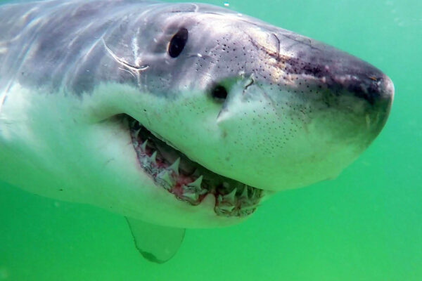 Photo: A close-up photo of a great white shark swimming in green water towards the camera.