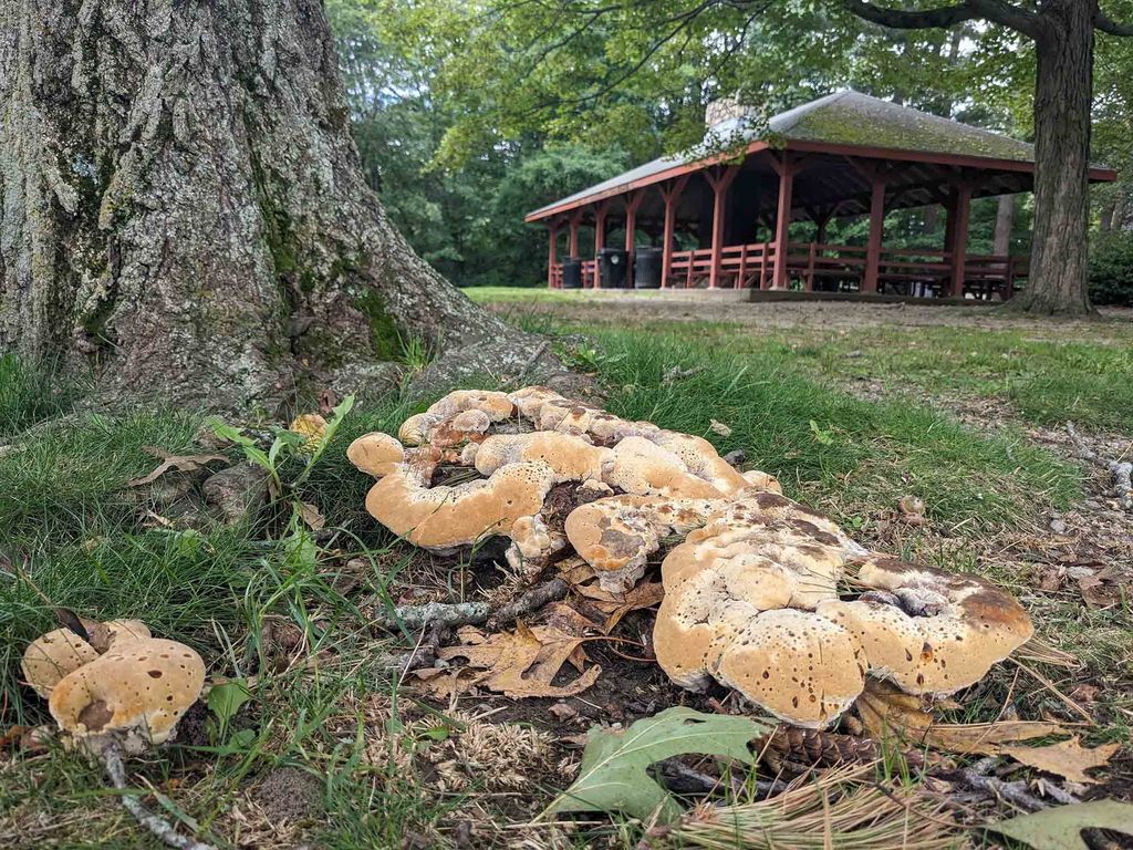 fungi on trees