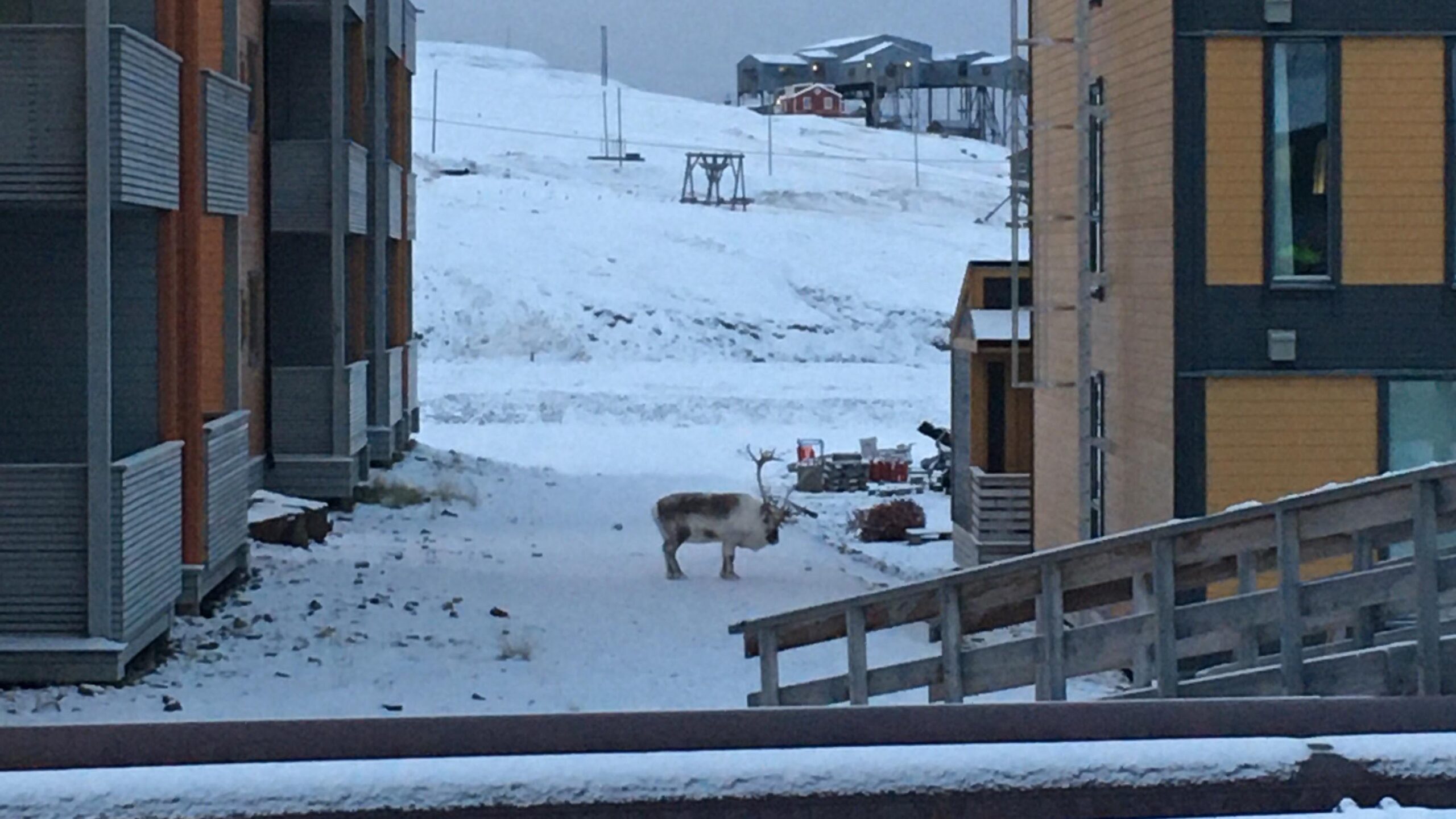Photo: A lone reindeer is shown wandering throw a snowy, isolated town in the Arctic.