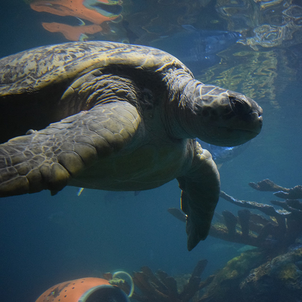 Photo: A large sea turtle is shown swimming in the New England Aquarium.
