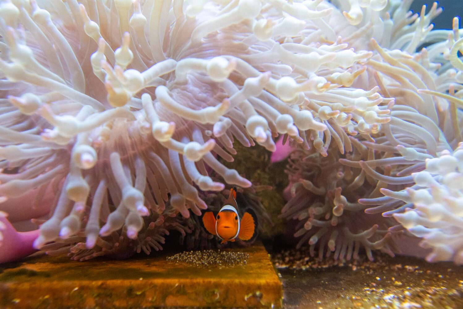 Photo: A clownfish hiding beneath a sea anemone