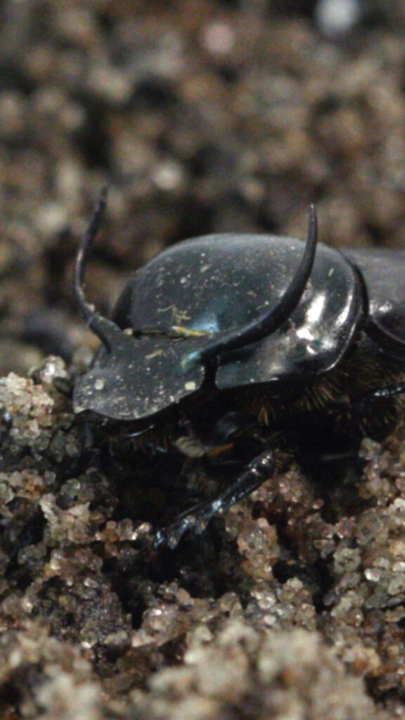 Photo: A picture of a dung beetle crawling in the dirt