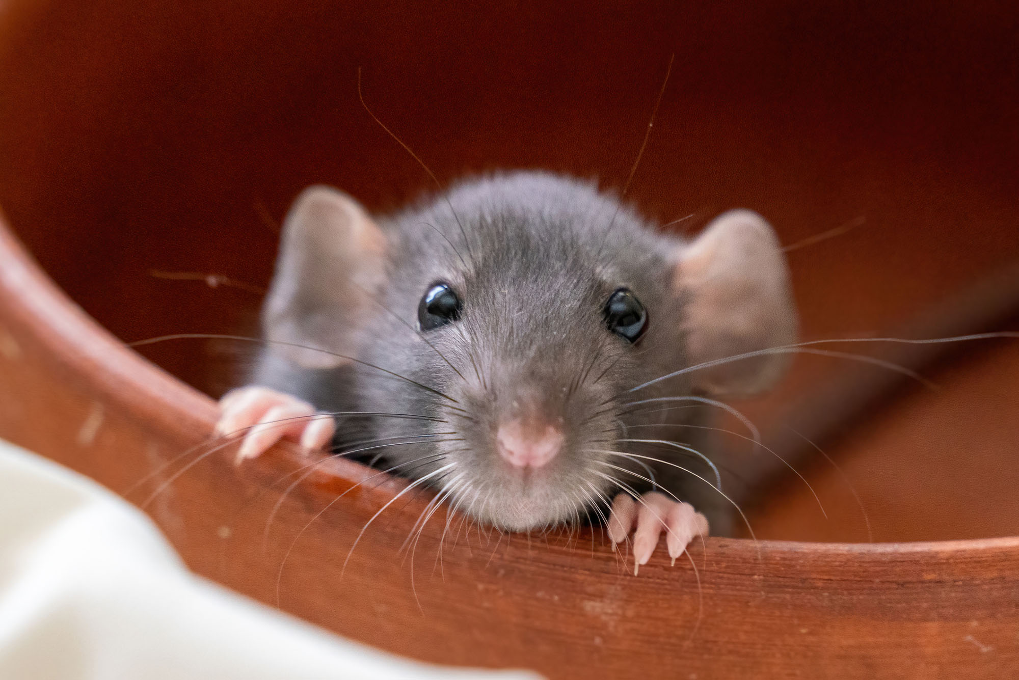 Rats! Does Boston Need a “Rat Czar”? | BU Today | Boston University