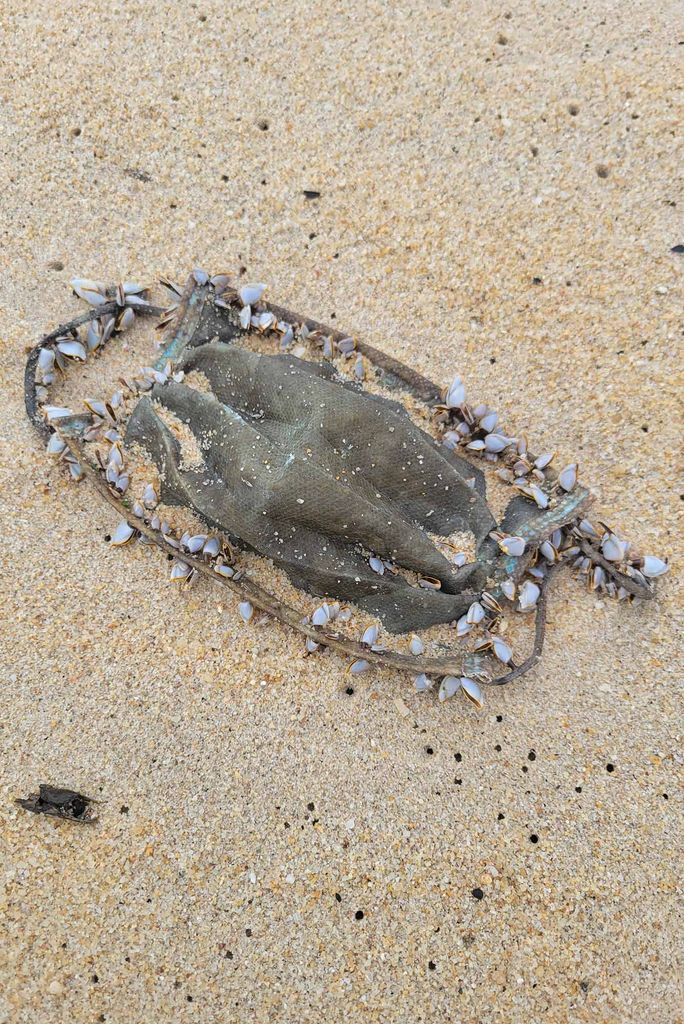 Photo: A washed up masked with shells encrusted into the straps on the sides of the mask.