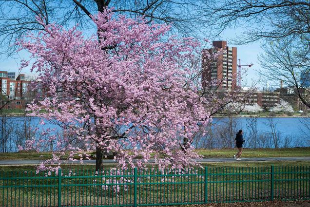 Photo: A stock photo with pink blossoms on the brink of the Charles River.