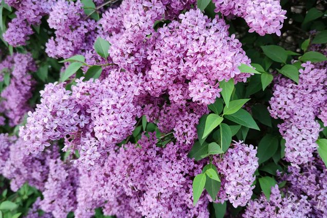 Photo: A stock photo of a bush of lilac flowers.