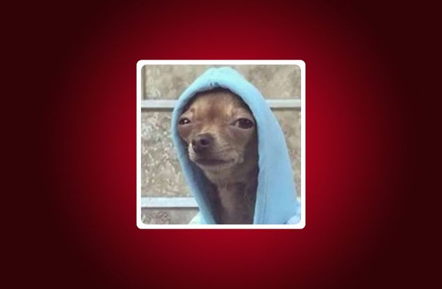 Meme: A small dog wearing a light blue hooded sweatshirt stands in front of a textured stone wall with metal bars, framed by a white border and a dark red background.