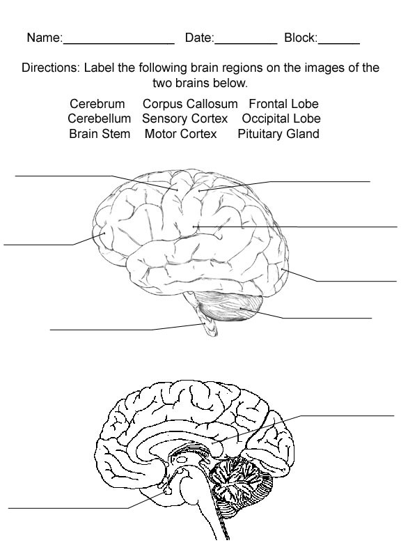 parts of the brain diagram quiz