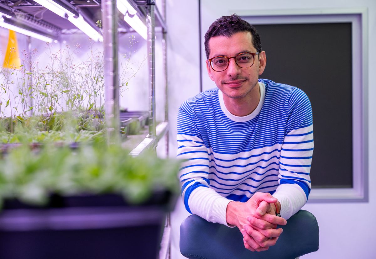 Photo: A man wearing glasses and a blue-and-white striped sweater is standing in a laboratory or greenhouse setting, leaning slightly forward and smiling. Behind him are shelves with plants growing under artificial lights, suggesting a controlled environment for scientific research or cultivation. The atmosphere is well-lit with a focus on plant growth, and the man appears to be involved in plant science or biology-related work.