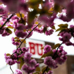Photo: A picture of a pink, blooming tree framing a building that says "BU"