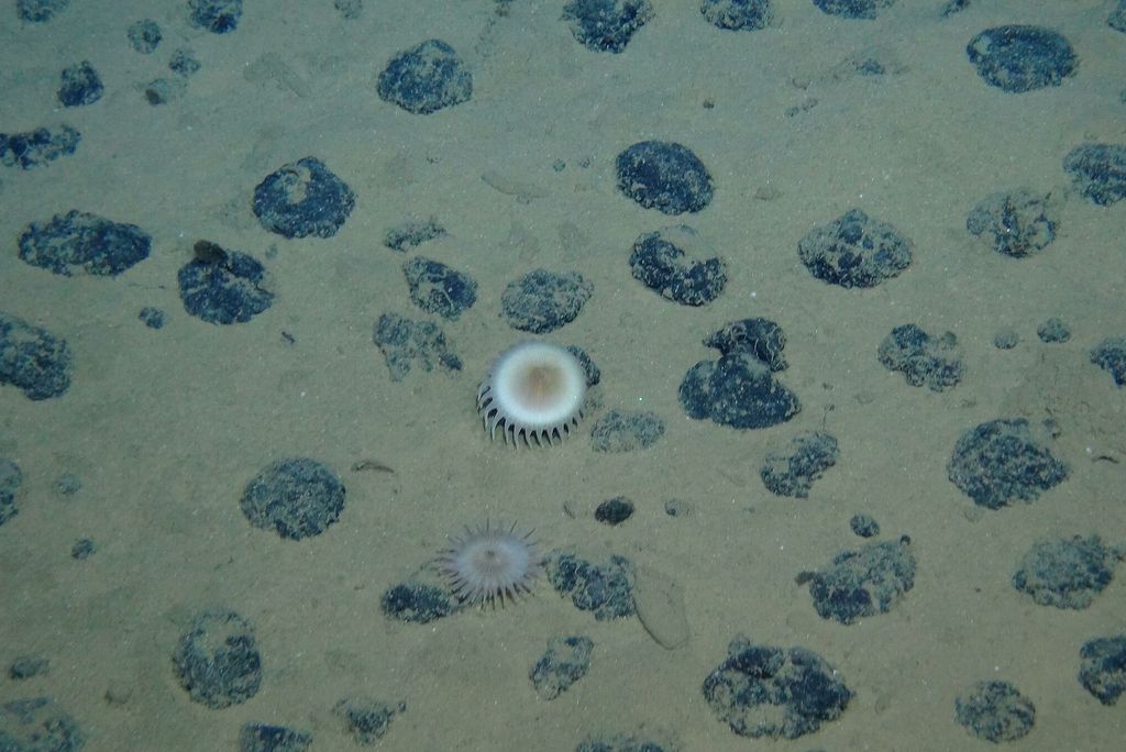 Photo: A picture of many polymetallic nodules, bumpy rocks, on the ocean floor