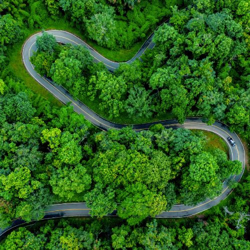 Winding road through forest