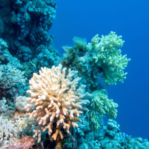 A coral reef