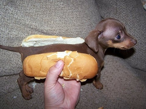 hot dog puppy.jpg