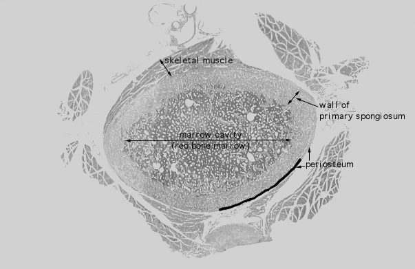  cells of bone 