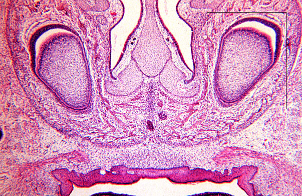  fetal rat, developing tooth, enamel 