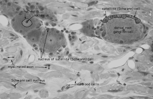  dorsal root ganglion, primary sensory neurons 