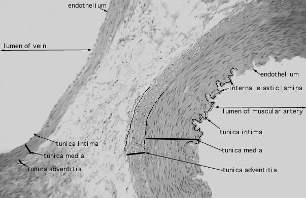  muscular arteries and medium veins, femoral 