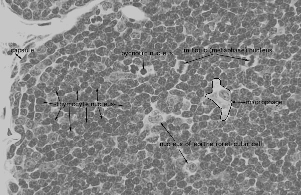  thymus, epithelio reticular cells 