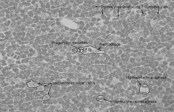  thymus, macrophages 