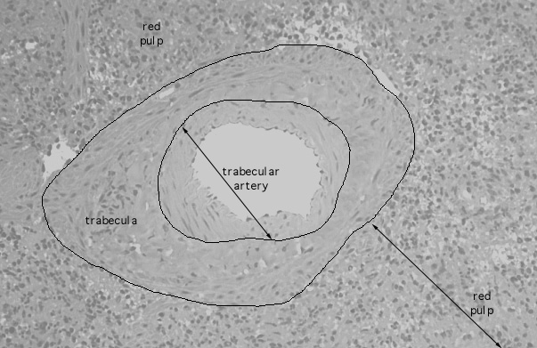  spleen, trabecular artery 