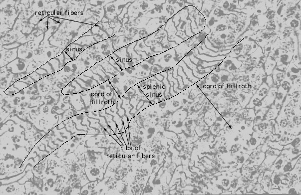  splenic reticulum 