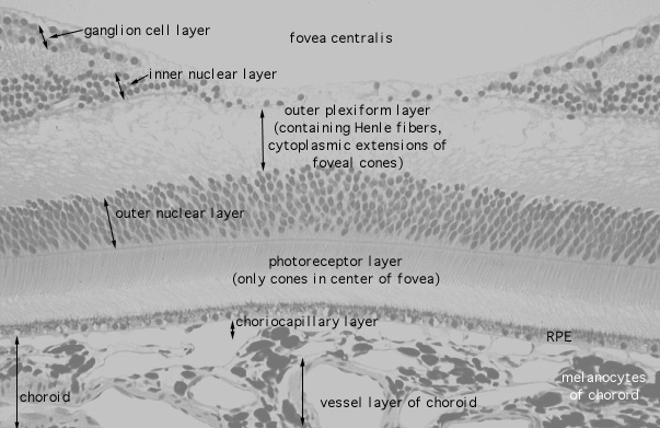  fovea 