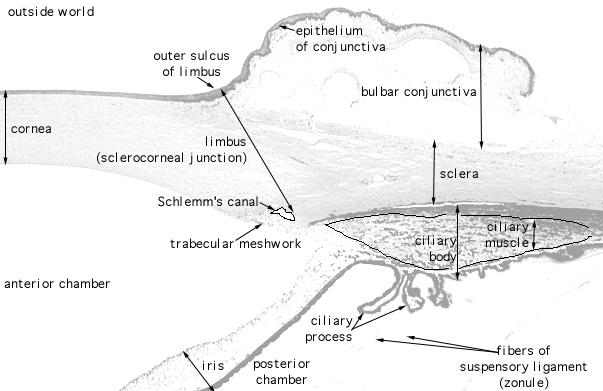  eye, limbus 