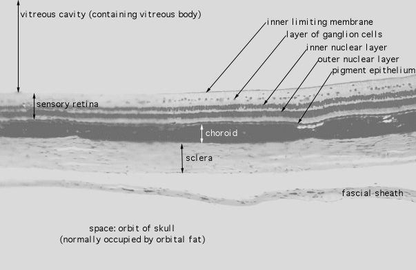  eye, sclera 