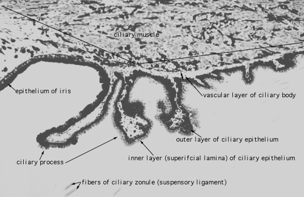  eye, ciliary muscle and body 