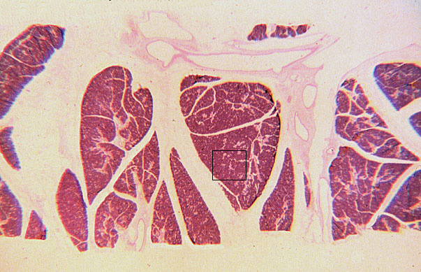  multicellular; pure serous gland 