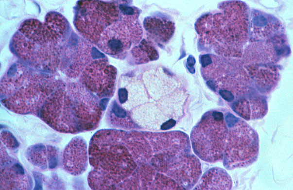 Hls [ Epithelial Tissue Surface Specializations And Glands Mixed Serous Mucous Acini] High Mag