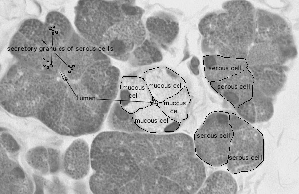  mixed serous/mucous acini 